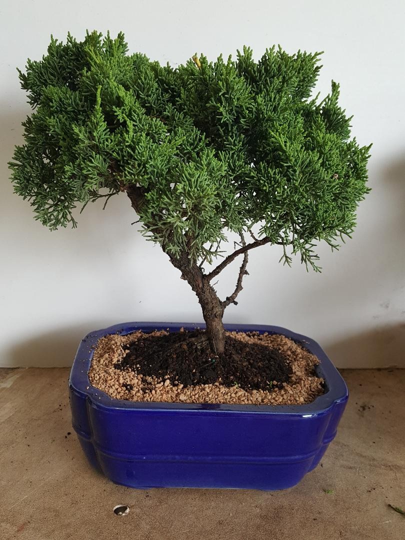 Juniper bonsai trees