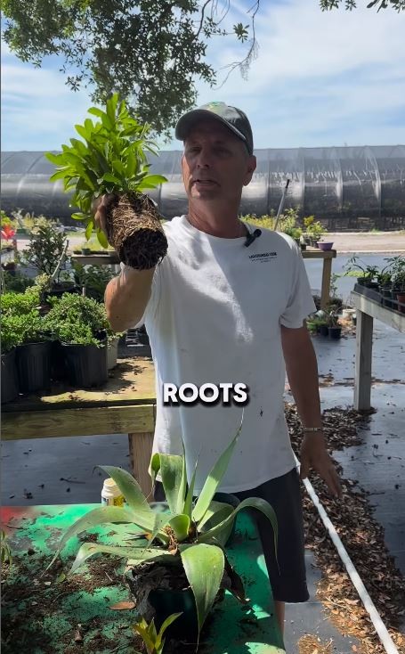 Venice Bonsai Classes -  3343 Kennedy drive, Venice Fl  (Venice Only)