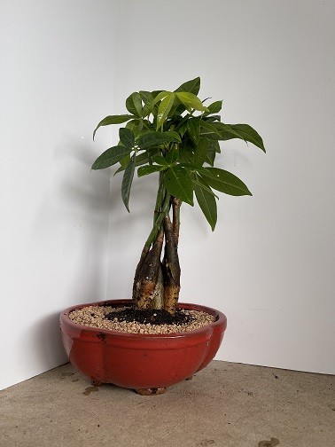 Braided money tree for good luck.