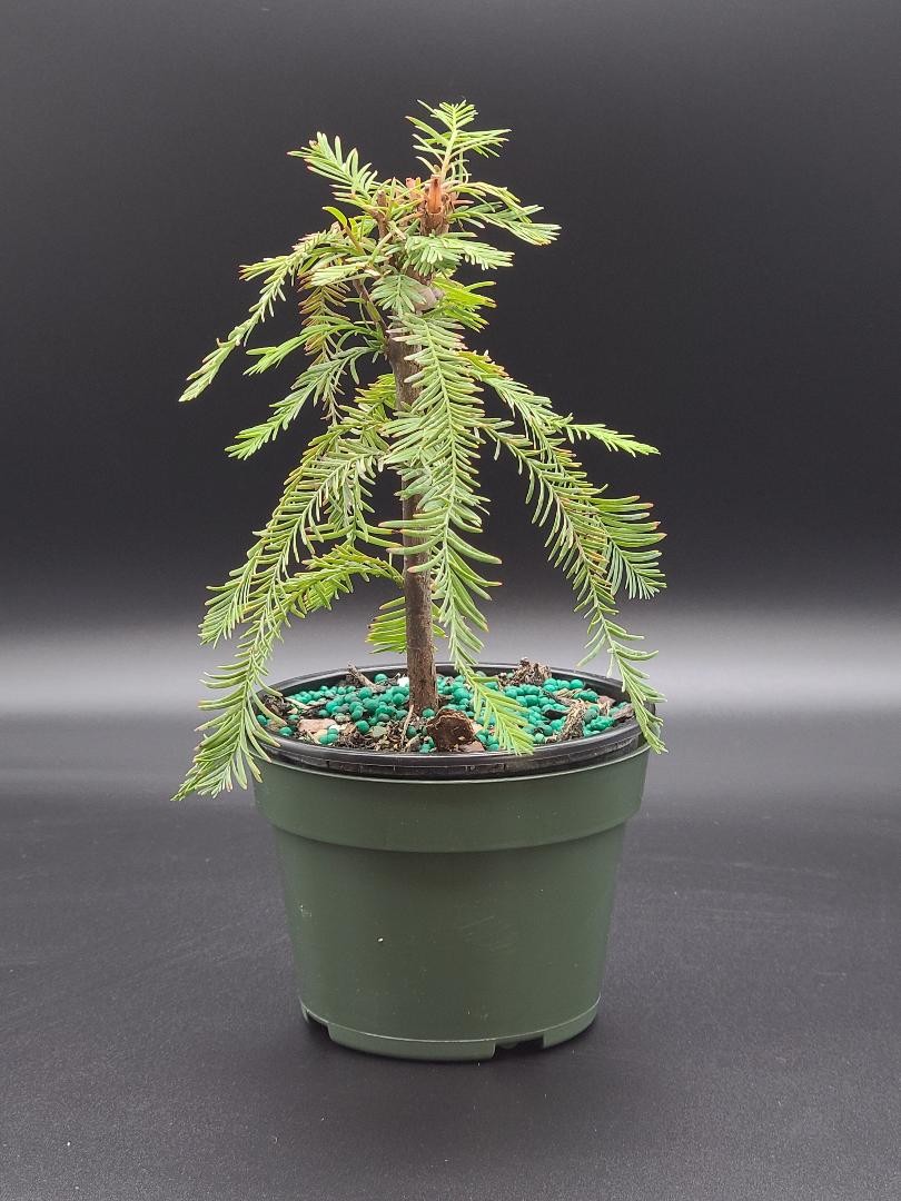Prebonsai bald cypress in 6inch training pot