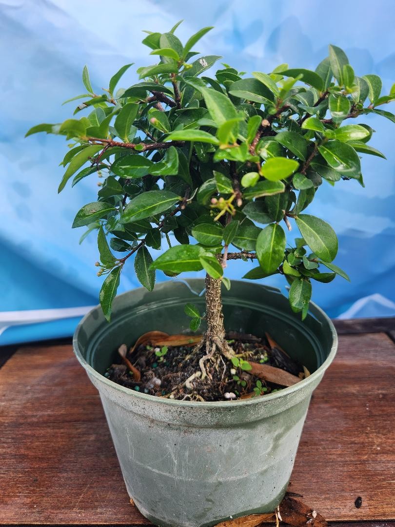 DWARF CHERRY PREBONSAI FLOWERS YELLOW/PINK AND REAL CHERRIES