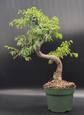 IMPORTED PREBONSAI ZELCOVA CHINESE ELM