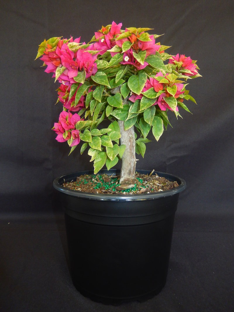 DWARF BOUGAINVLLEA PRE BONSAI