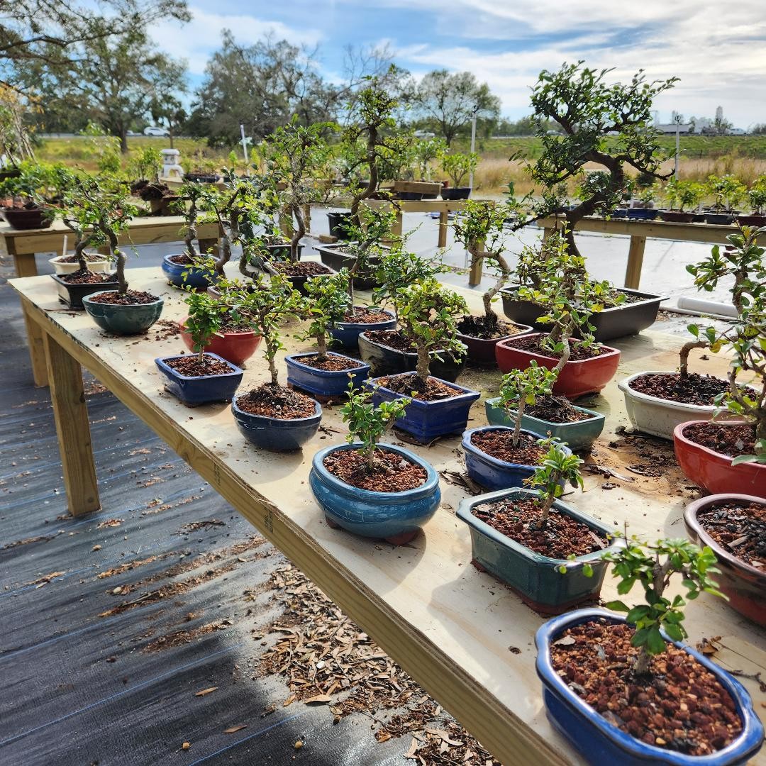 Brand New Dwarf Cherry trees pink and yellow flowers then red cherries you can eat