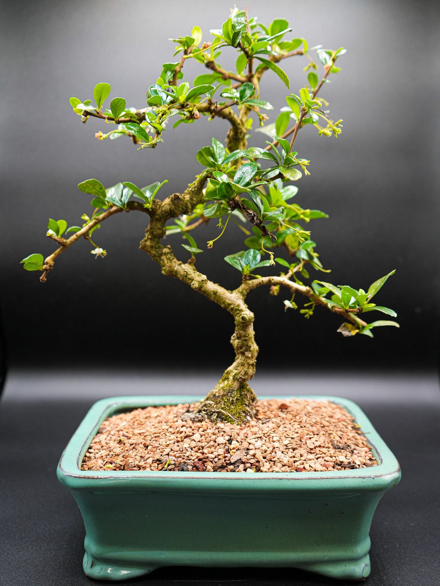 Fukien tea Bonsai Tree 9yrs old B1