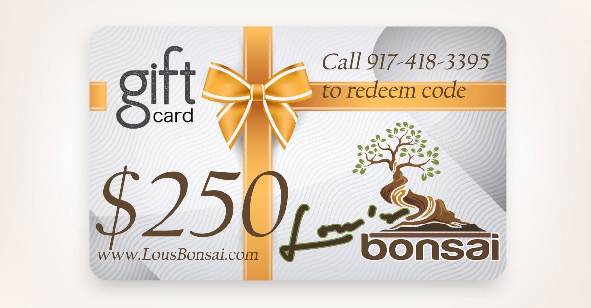 $250 GIFT CERTIFICATE