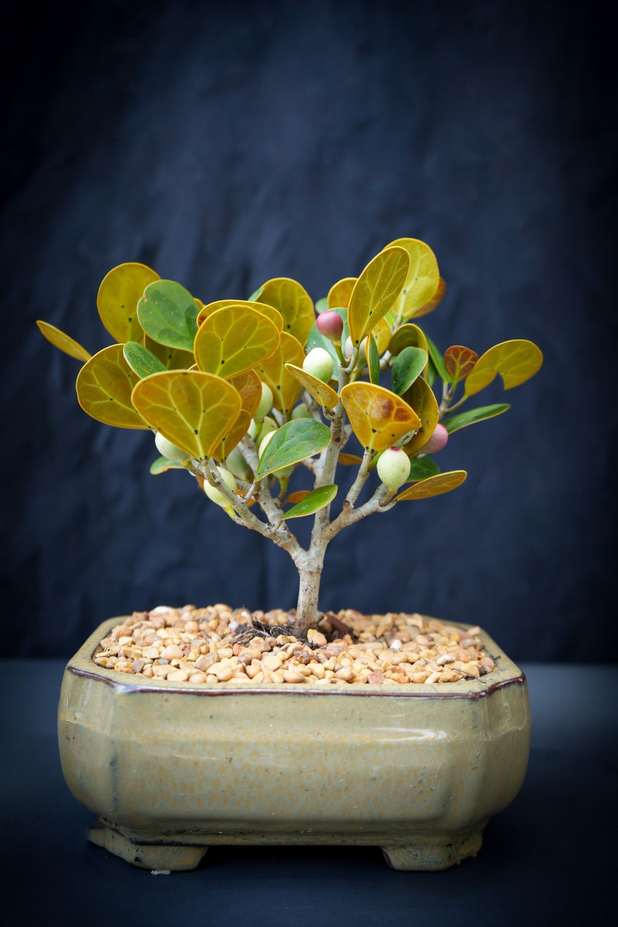 Dwarf Mistletoe fig bonsai tree in 6inch brand new offering