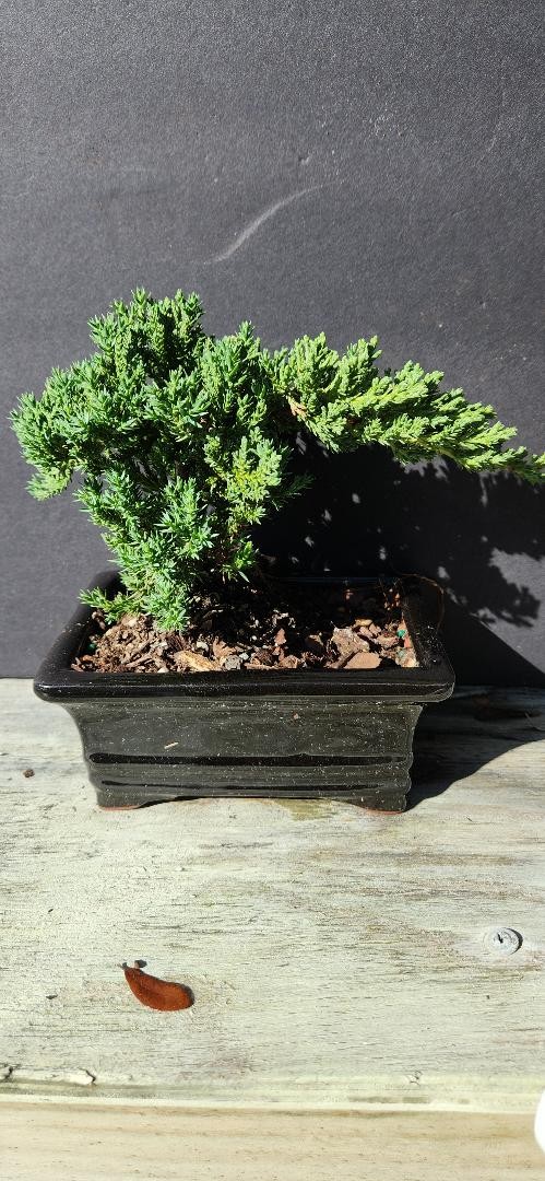 Juniper Bonsai Tree with stone