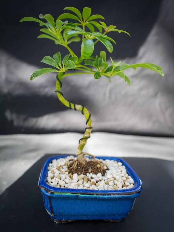 Dwarf Beginner bonsai tree umbrella wire B1