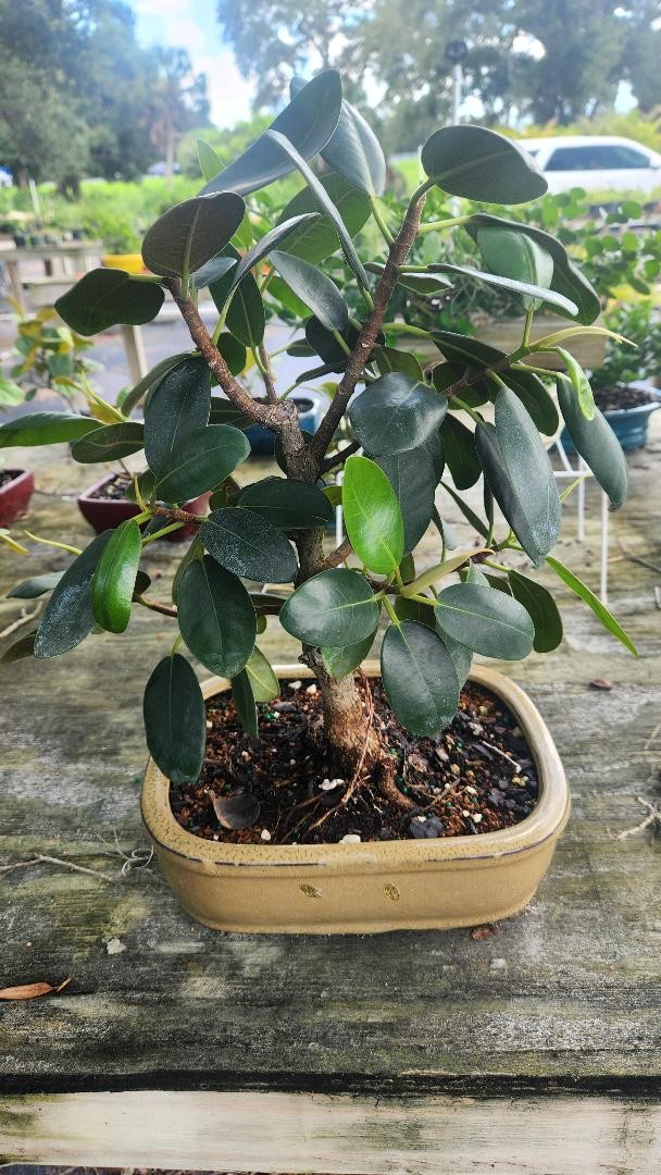 New ficus bonsai tree in bonsai pot