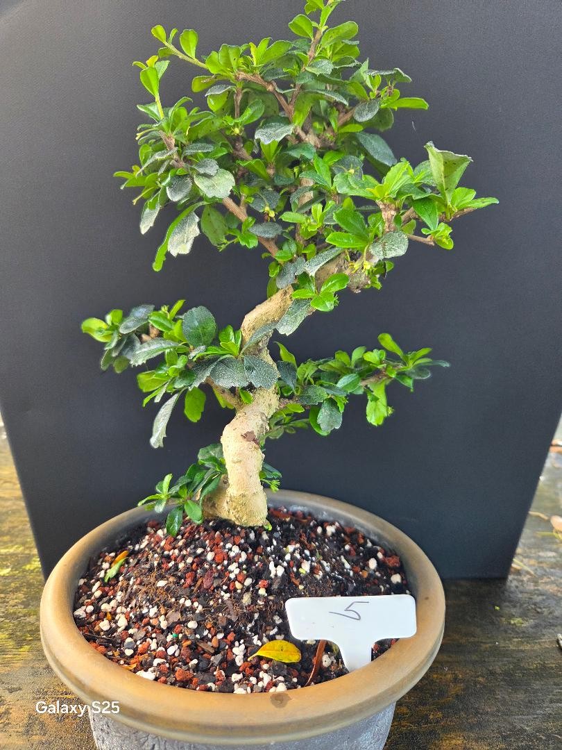 17yr FUKIEN TEA