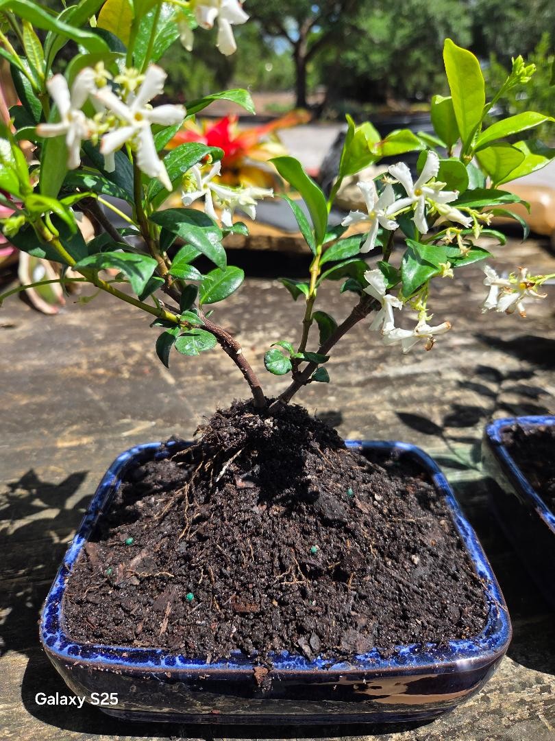 Jasmine FRAGANT BONSAI TREE