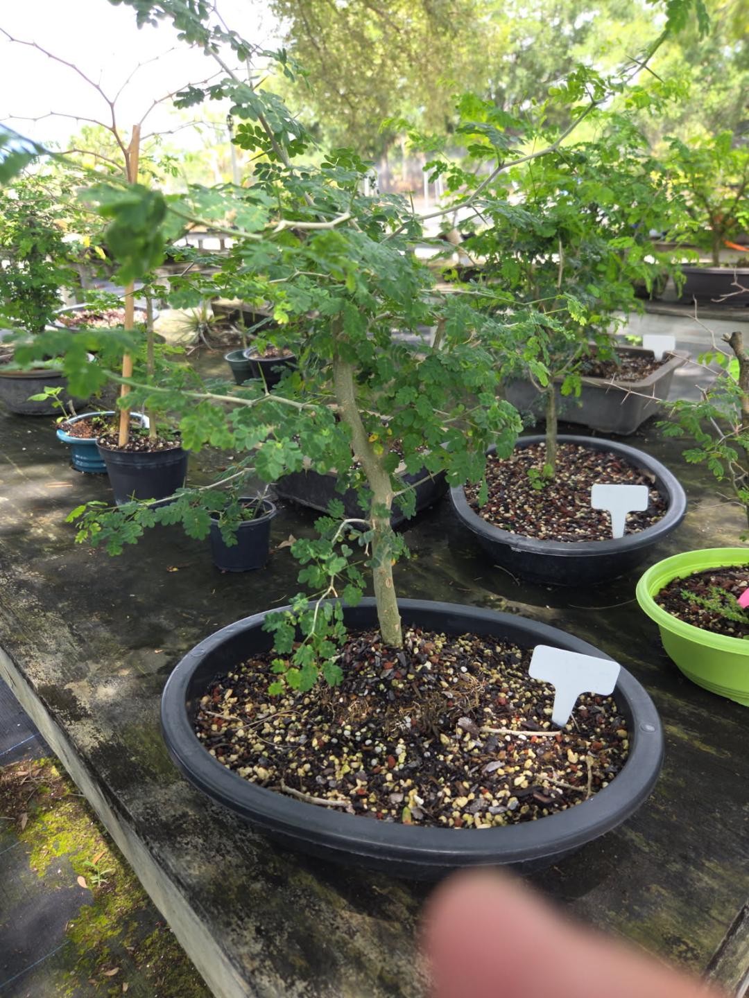 7yr brazilian raintree in 8inch pot