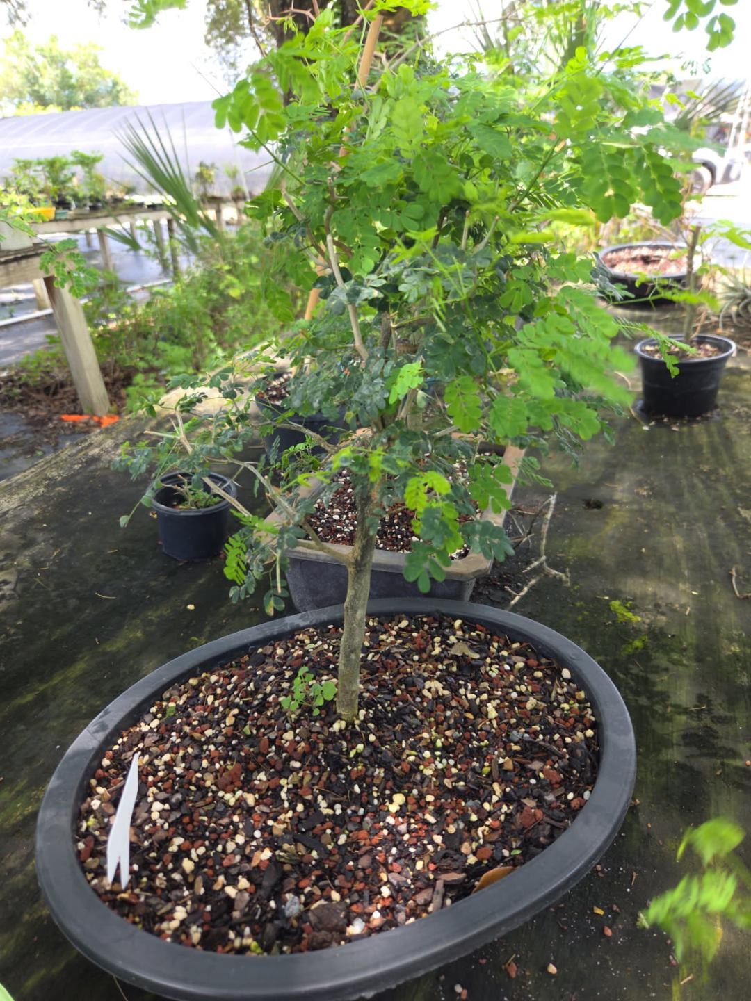 New crop Brazilian raintree in 10 inch pot