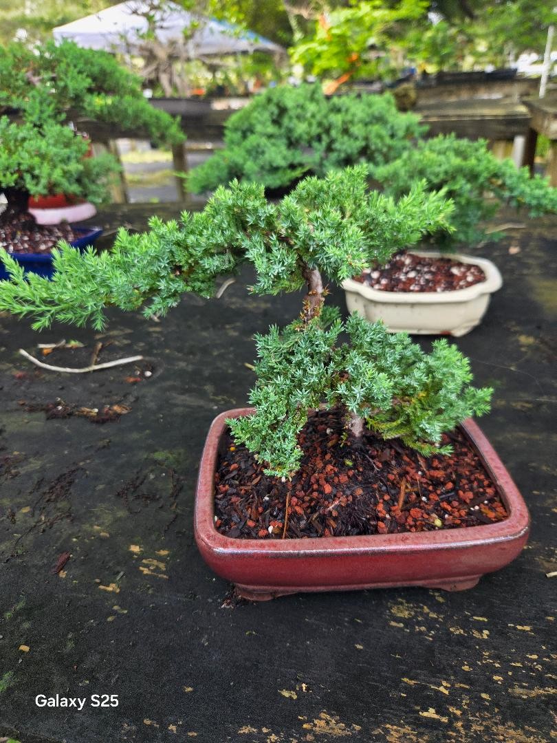 Juniper bonsai tree for beginner bonsai lovers