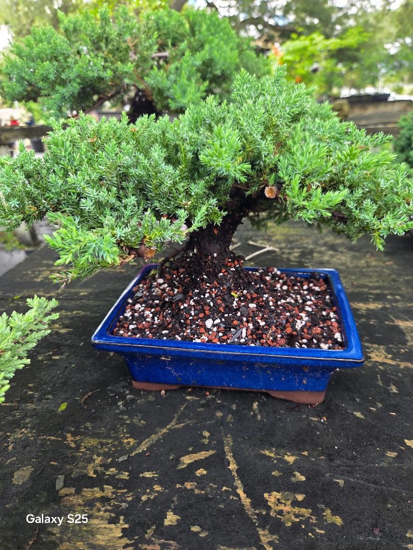 Juniper Bonsai Tree with stone