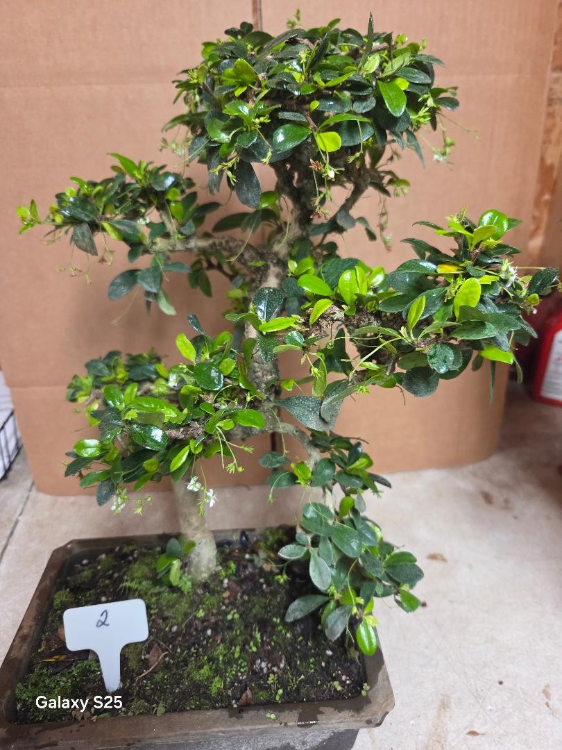 Fukien tea 17yrs old white flowers red berries LR1