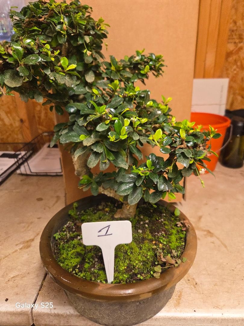 Small Leaf Fukien Tea Bonsai Tree 12yrs Old  FK2
