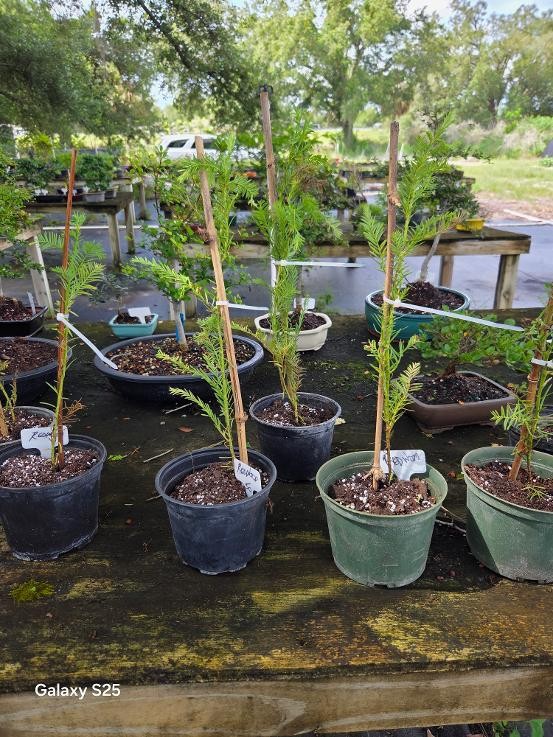 REDWOOD PREBONSAI TREE