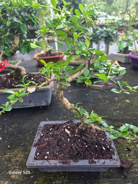 Lousbonsai.com fukien tea bonsai  in 6inch pot Use your pot