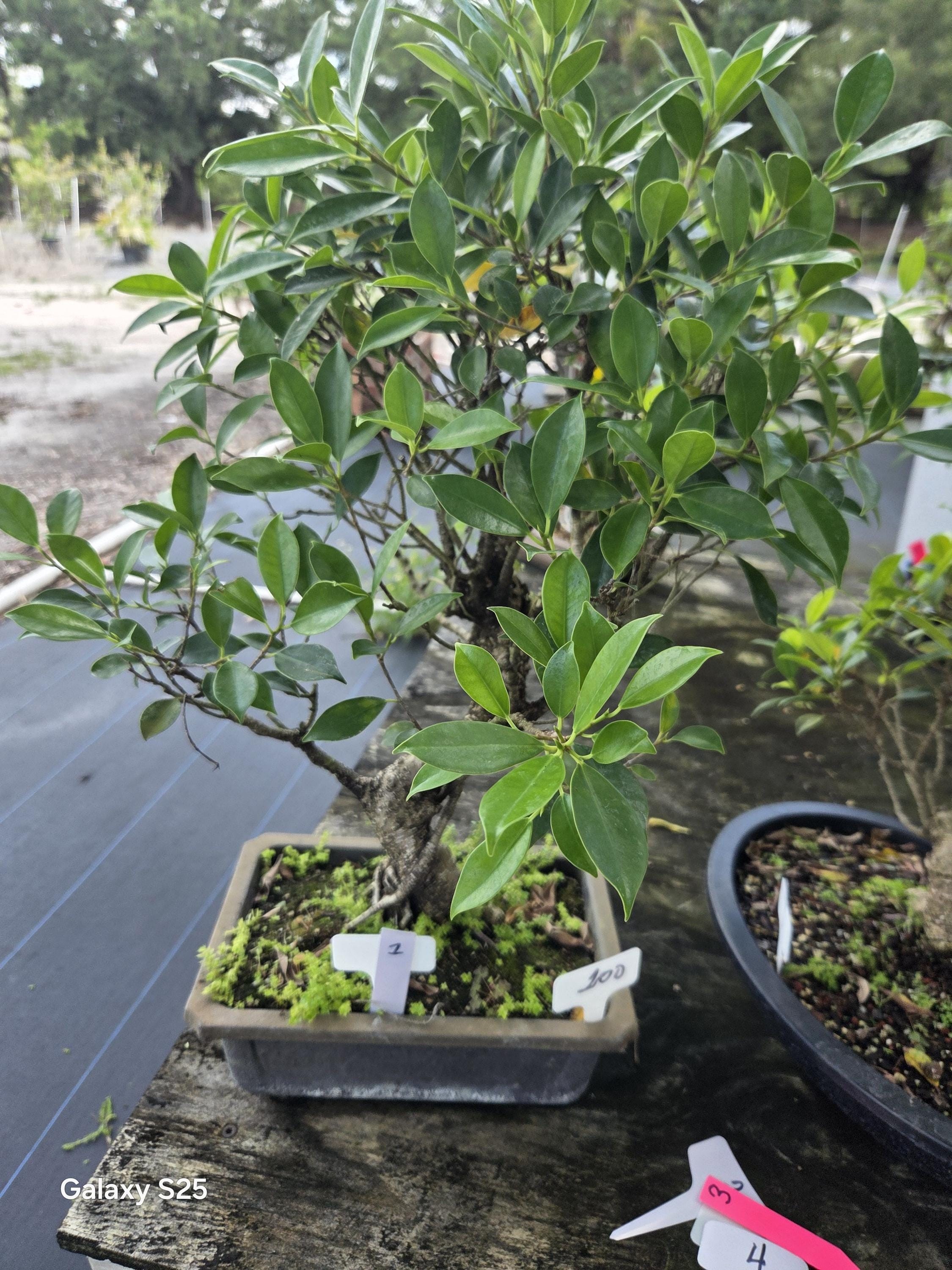 Ficus retusa  S shaped trunk bonsai tree B#