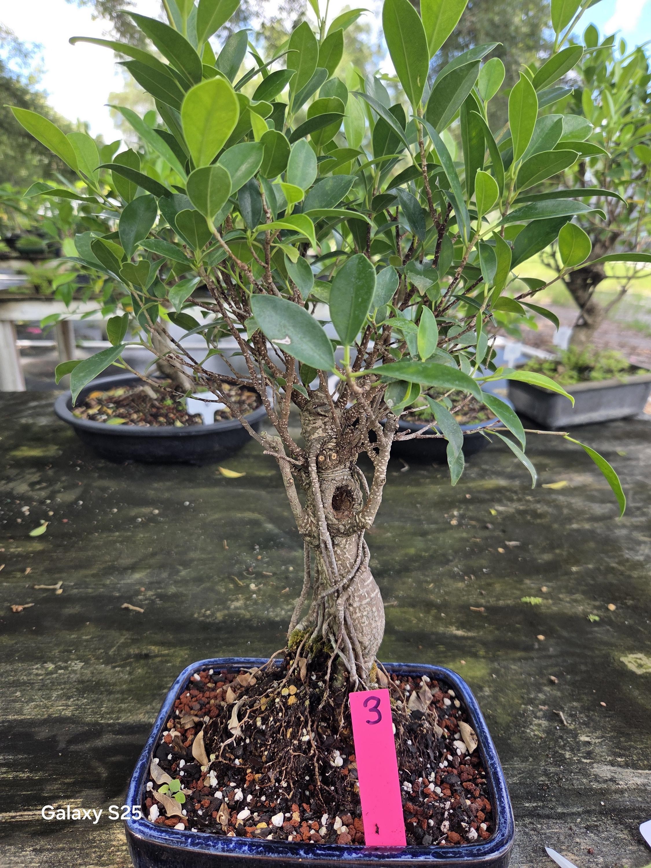 Ficus Retusa Bonsai Tree By Lousbonsai