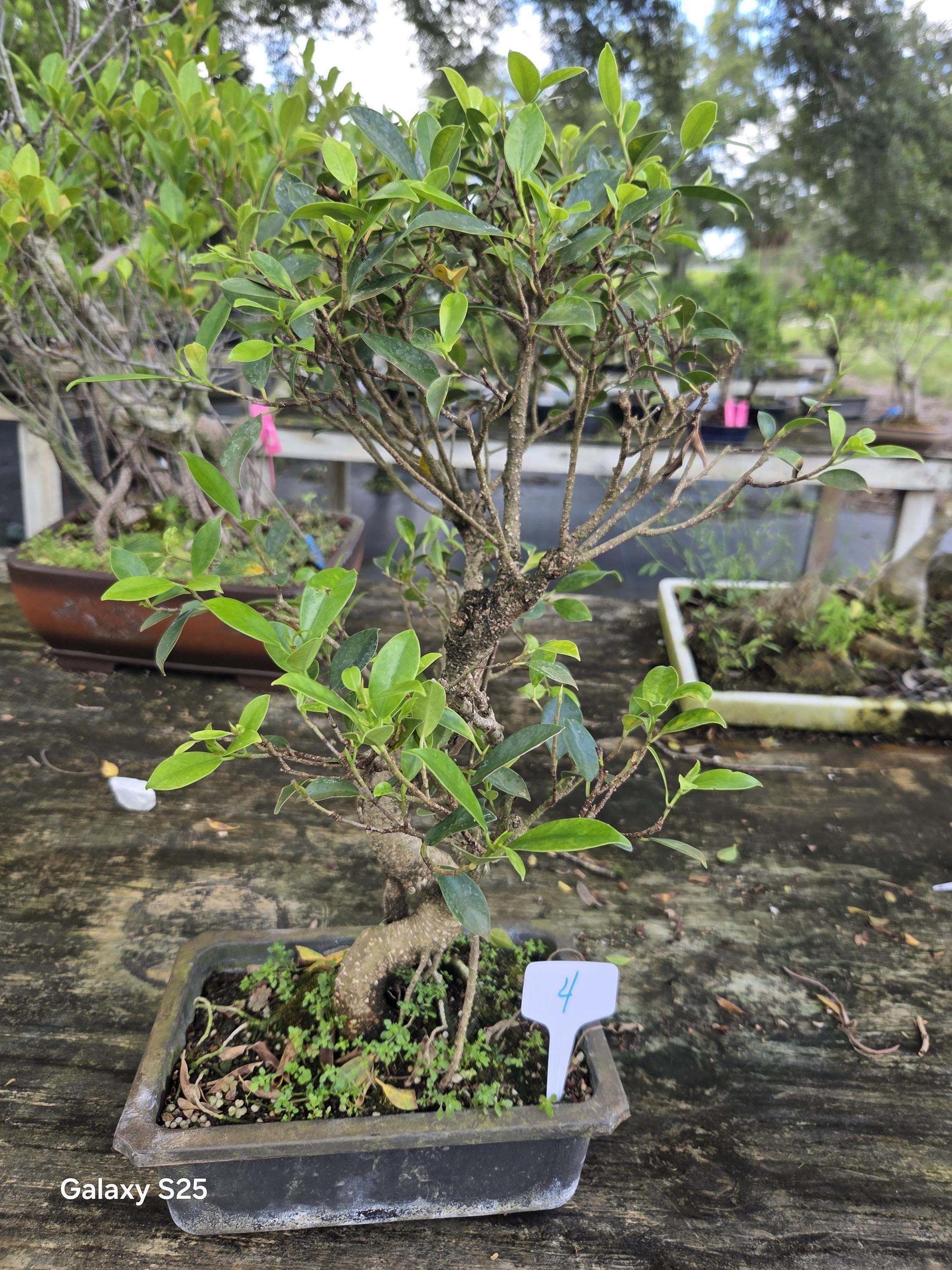 50Yr Monster Ficus Retusa Lr2 Imported Specimen Bonsai Tree Po (SOLD)