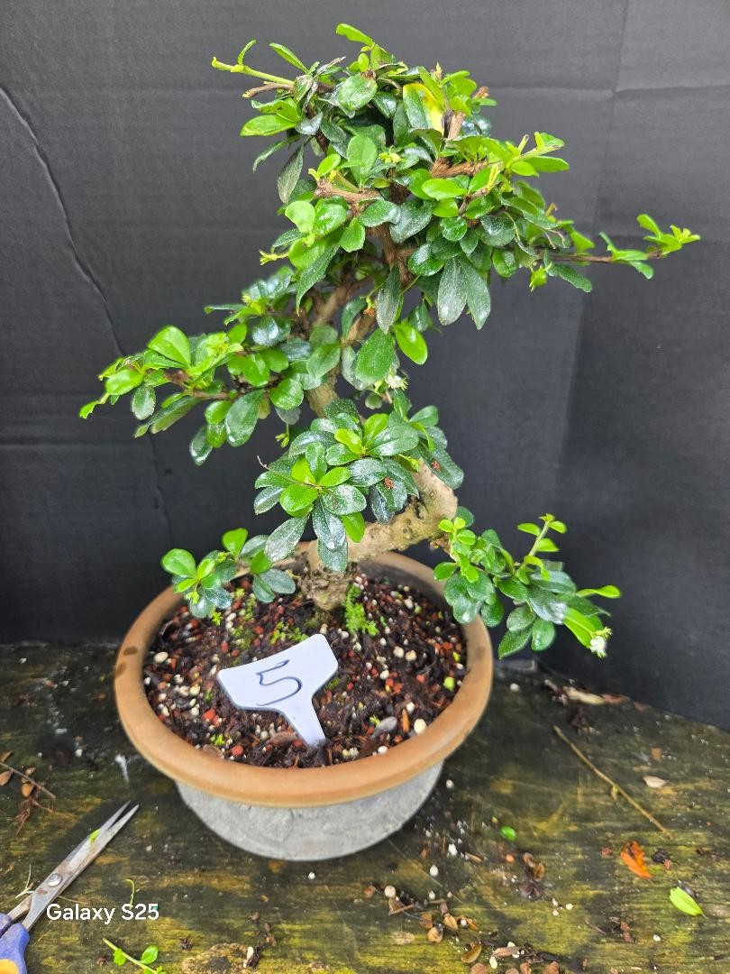 Small Leaf Fukien Tea Bonsai Tree 17yrs Old  FK2