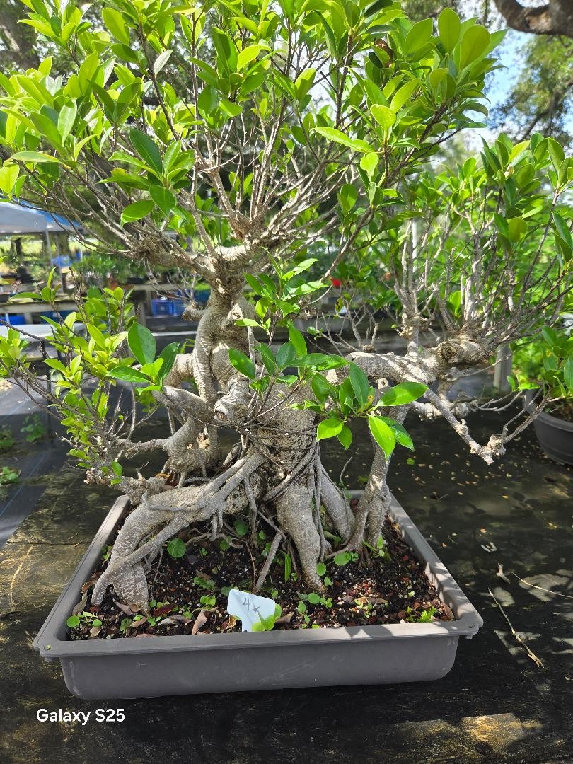 Ficus retusa  monster trunk bonsai tree 55yrs old