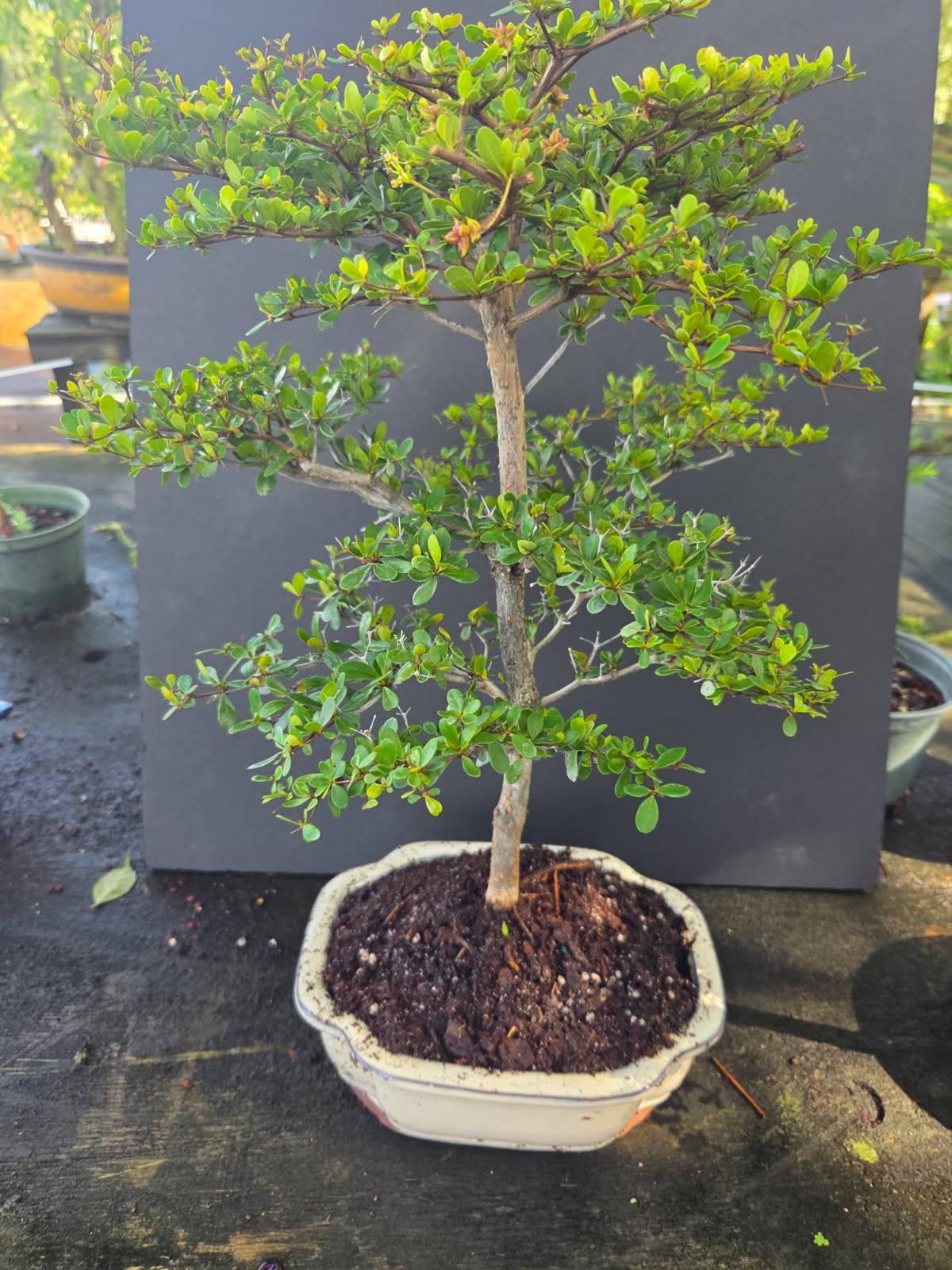 Olive flowering bonsai tree. Great branching   Indoors