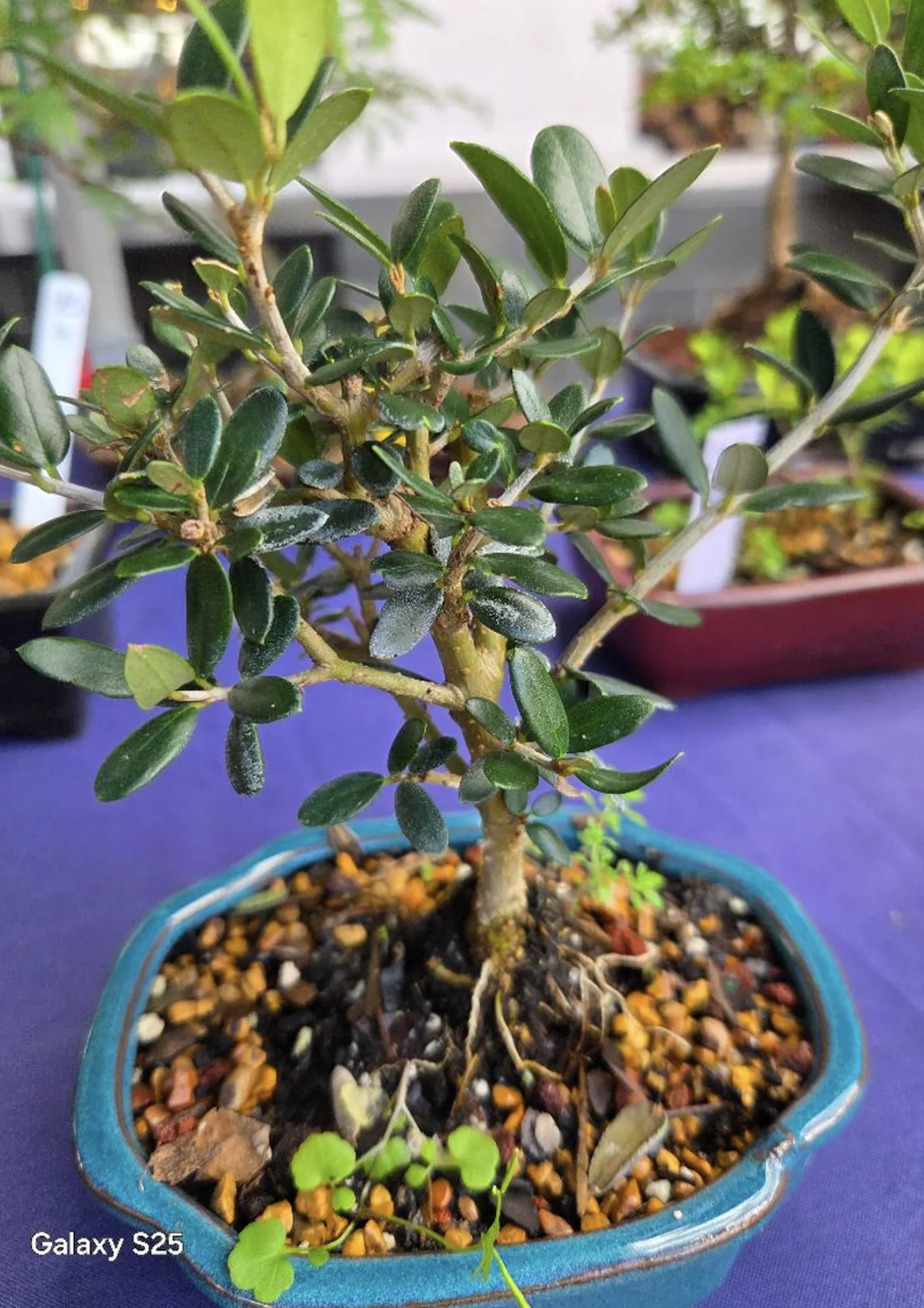 Black Olive Bonsai Tree European olive 5yrs