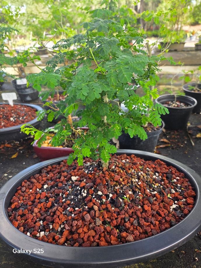 LOUSBONSAI RAINTREE