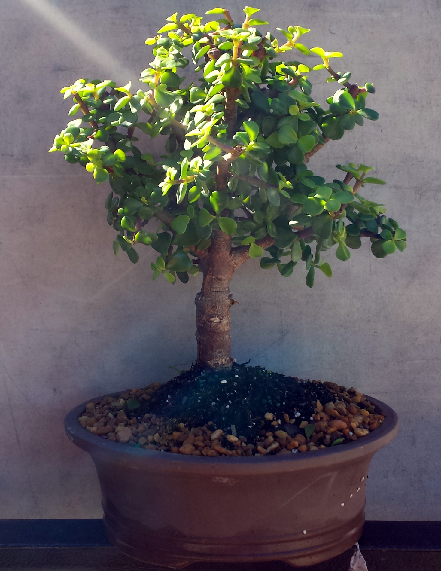 12Yr Dwarf Baby Jade Bonsai Tree By Lousbonsai