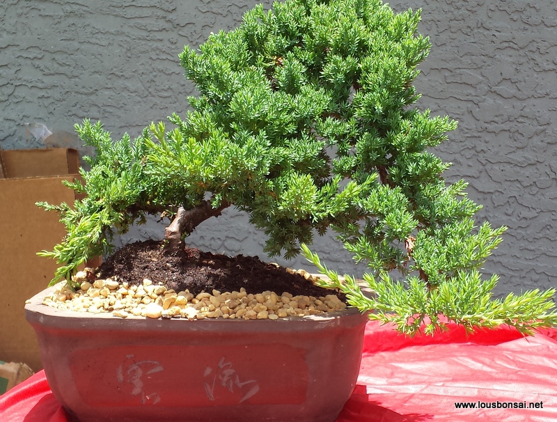 Juniper Bonsai Trees