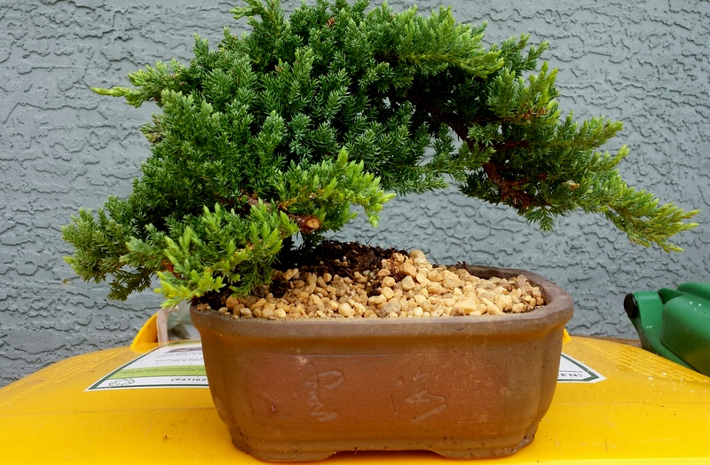 Juniper Bonsai Trees