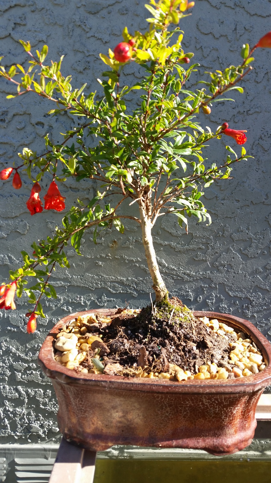 Indoor Pomegranate bonsai tree Beginner