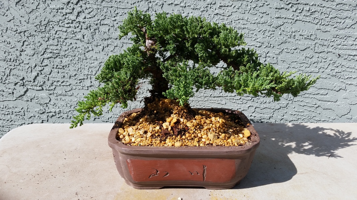 Juniper Bonsai Trees