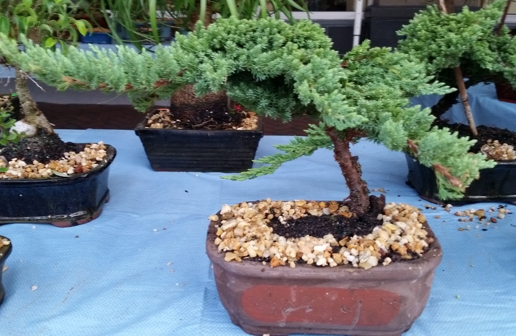 Juniper 9yrs old in etched bonsai pot