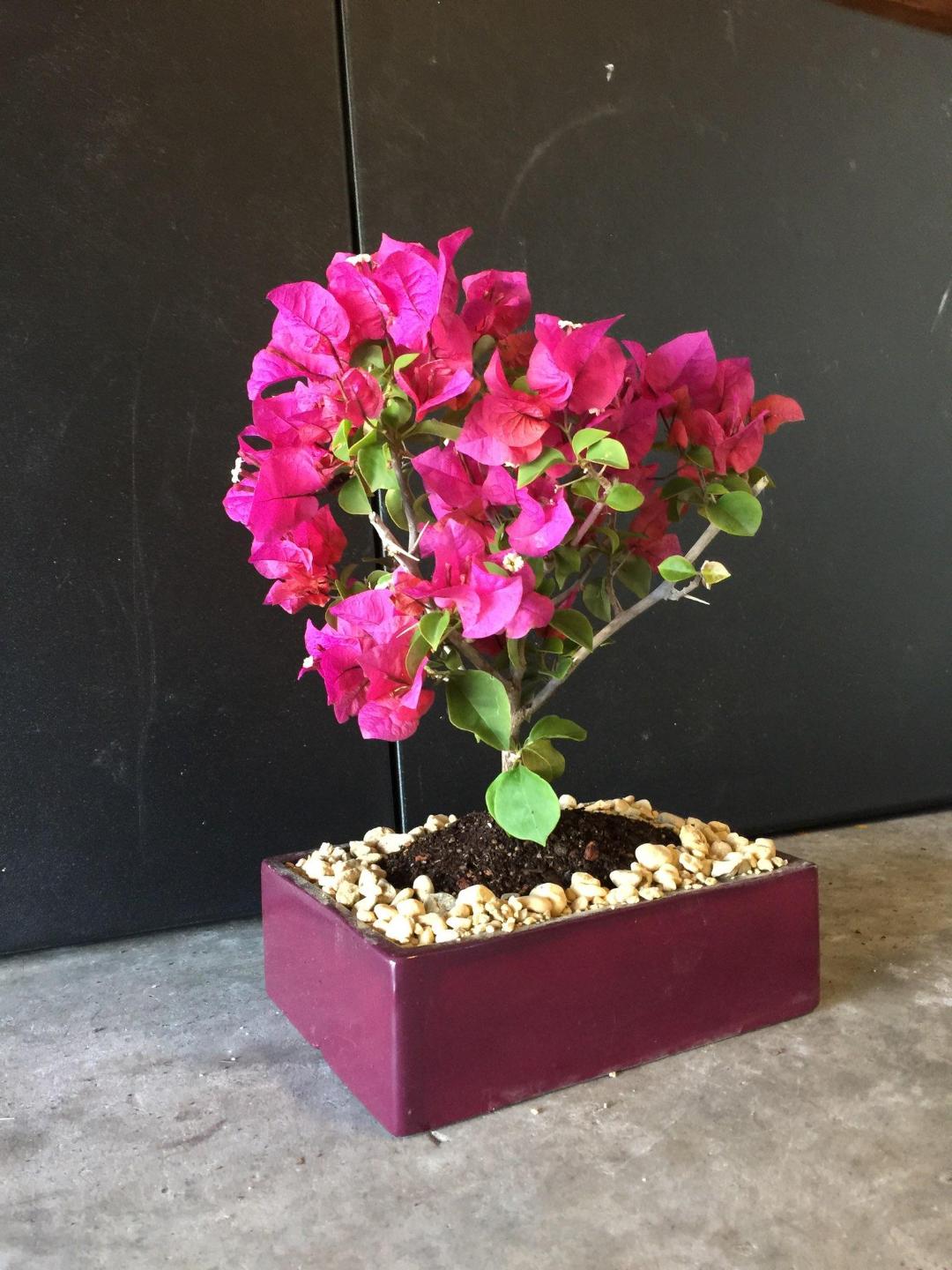Medium Flowering Bougainvillea bonsai tree.