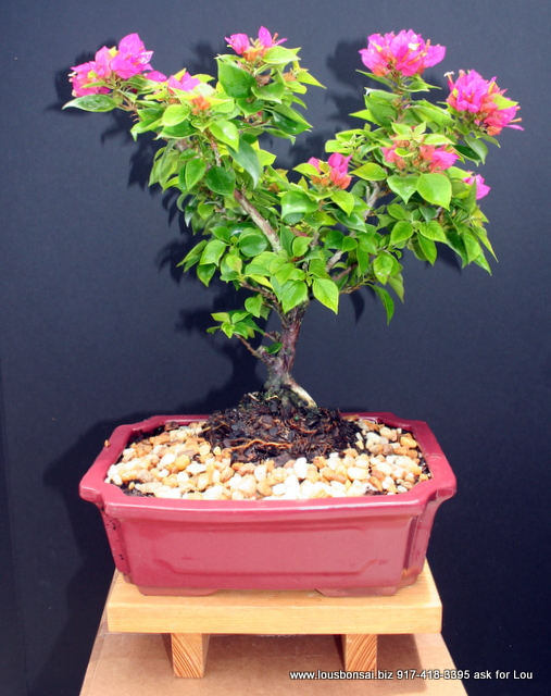 Bougainvillea, Pink  Flowering