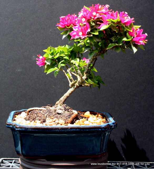 Bougainvillea Flowering Bonsai Tree L2