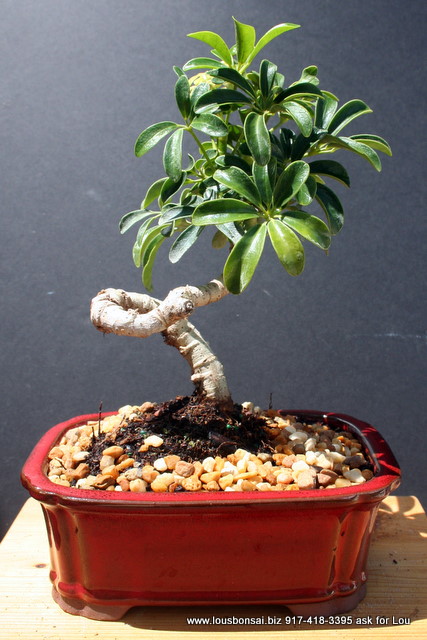 Coiled Hawiian Umbrella Large Bonsai Tree