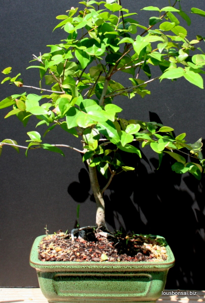 Flowering Cherry Indoor Bonsai Tree