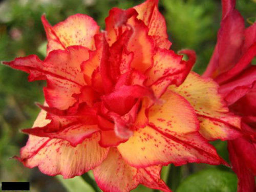 Kumantong - Perennial Bonsai Seeds  DESERT ROSE RARE