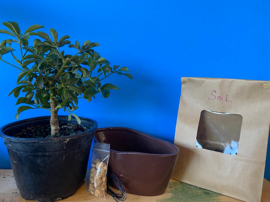 Build your own bonsai tree kit with Umbrella dwarf tree