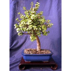 Medium Jade Bonsai Tree