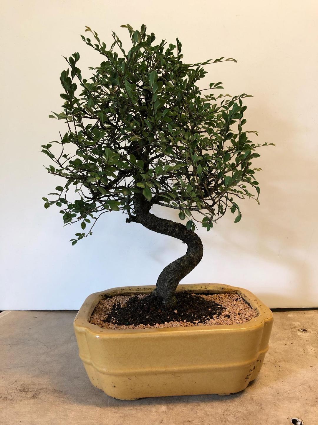 15yr old Monster branching imported chinese elm.