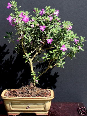 Lavender Star Bonsai Tree 8yrs Old