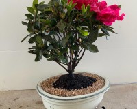 Red flowering azalea bonsai tree