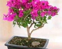 Bougainvillea Purple Flowering Bonsai Tree